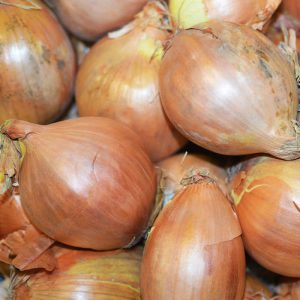 Zeds Large Brown Onion (NL) – each