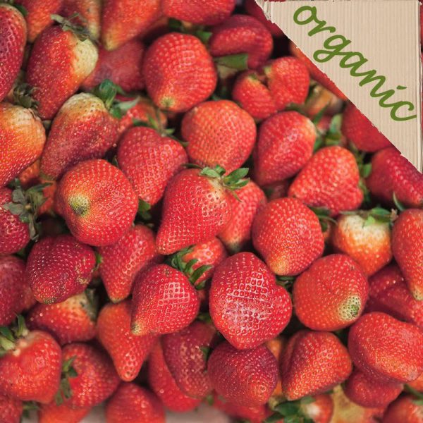 Zeds Organic Strawberries (Spain)- 125g  punnet