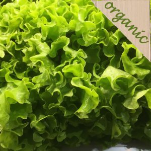 Zeds Organic (Batavia) Lettuce – Each (France)
