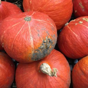Zeds Organic Kuri Squash – (Spain) each