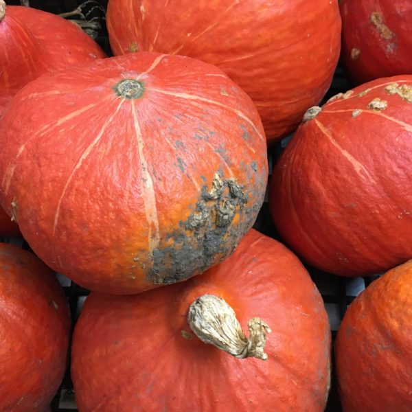 Zeds Organic Kuri Squash - (Spain) each