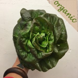Zeds Organic Rougette Lettuce