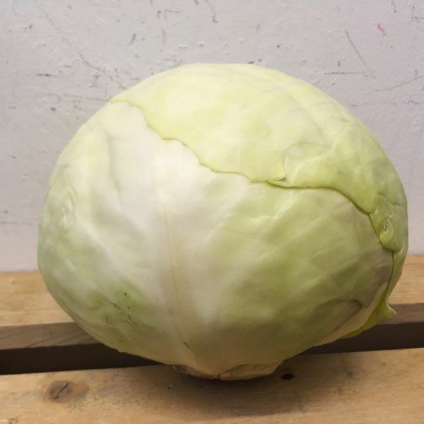 Zeds Organic Cylindria Beetroot - each (UK)
