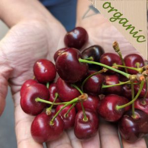 Zeds Organic Cherries (Spain) – 200g portion