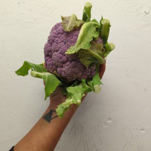Zeds Organic Cauliflower – 1 head (UK)